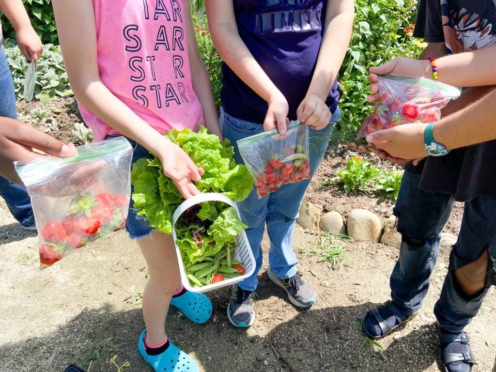 group of children holding veggies harvest from the garden