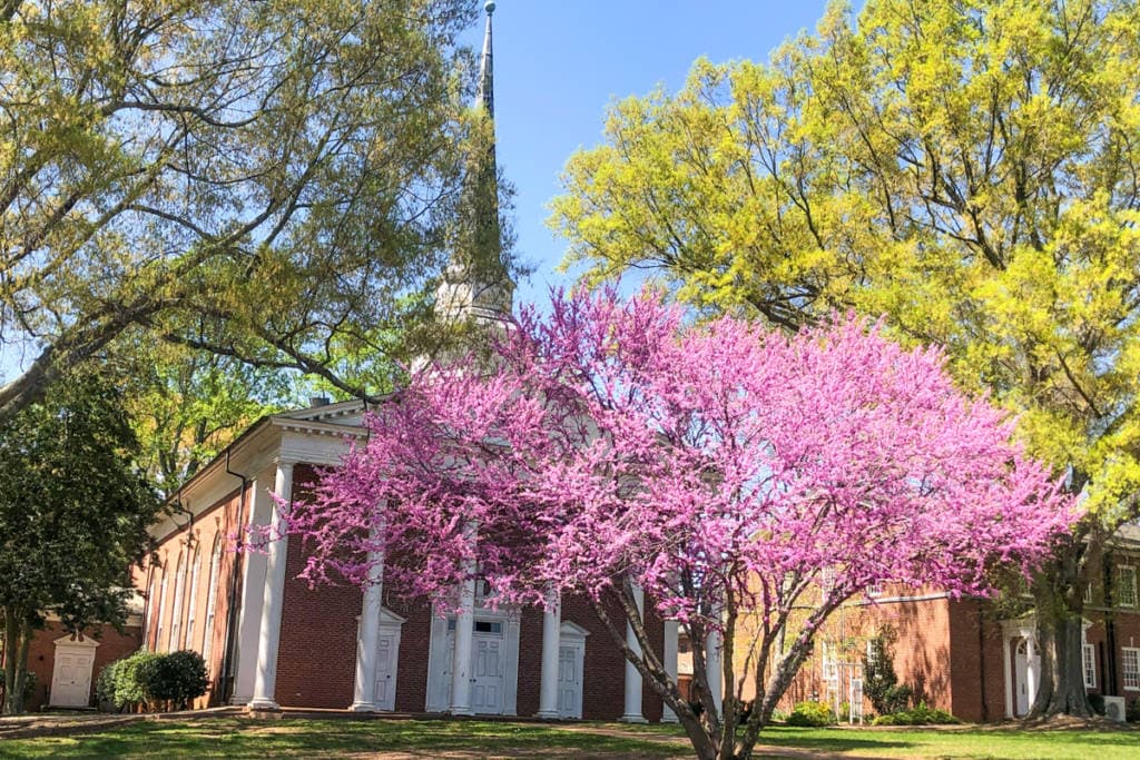 beautiful woosley chapel with bright pink crepe myrtle blooming in front