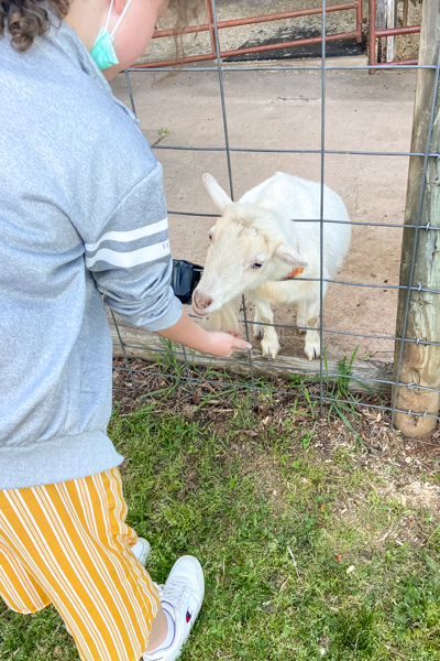 fifth grade girl stands at fence feeding a white goat